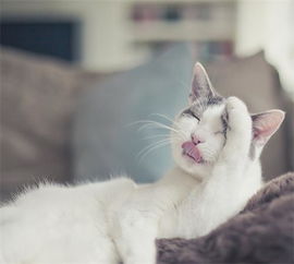 养的宠物猫吐是怎么回事