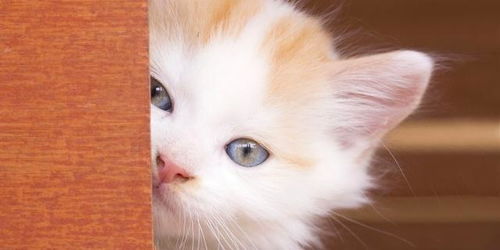 宠物猫怎么教育最好呢