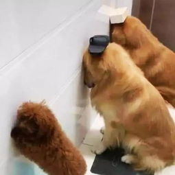 宠物狗被拆门怎么办啊