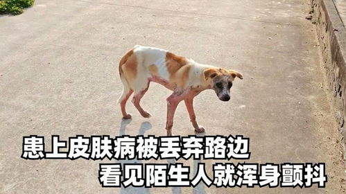 路边看到宠物狗怎么办