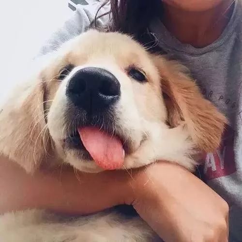 宠物狗洗涤液怎么配的啊