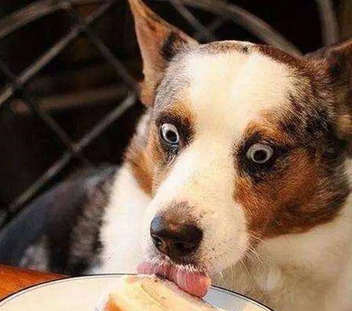 宠物狗偷吃军犬粮怎么办