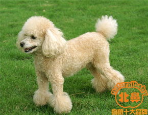 泰迪犬一顿吃多少