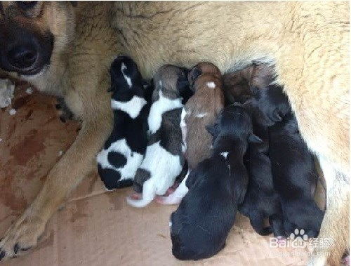 宠物狗生孩子了怎么办