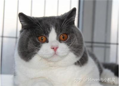 怎么调教宠物猫英短猫