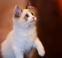 宠物猫怎么老是呕水