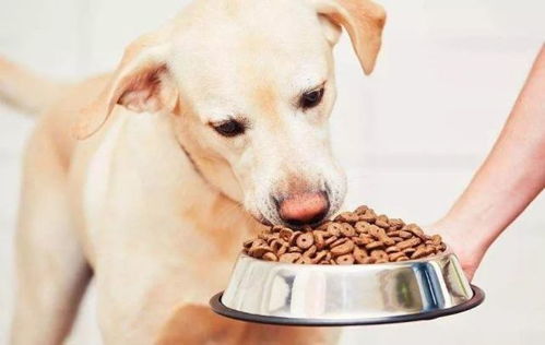 宠物狗护食怎么回事儿呀