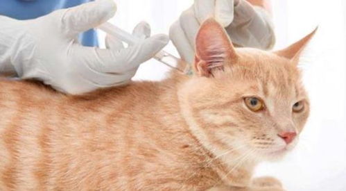 怎么避免宠物猫生病呢