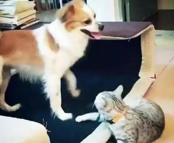 宠物狗袭击猫猫怎么办呢