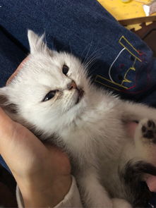 小宠物狗小猫咪怎么养的