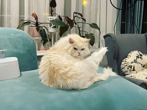 怎么寄宠物猫推荐