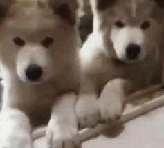 宠物狗耍小脾气怎么办啊