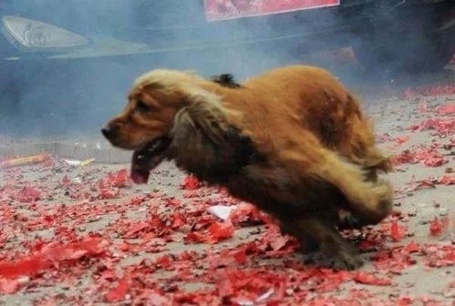 宠物狗怕爆竹吗怎么办