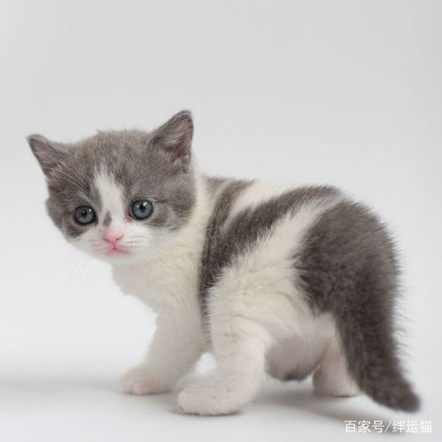 怎么抓不了宠物猫
