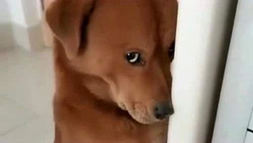 宠物狗不躲车里怎么办呢