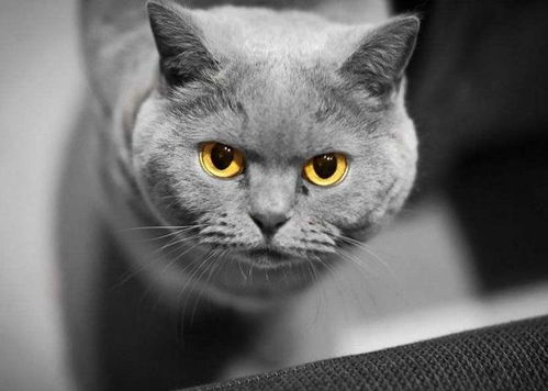 宠物猫怎么寄出来