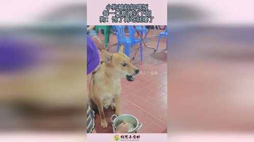 给宠物狗喂饭会怎么样