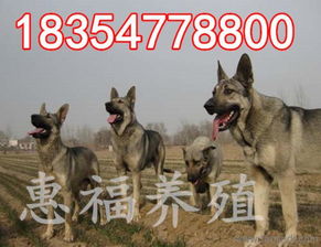 狼青犬价格多少钱