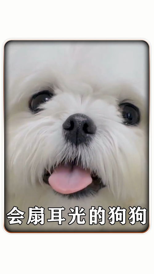 宠物狗扇巴掌怎么回事啊