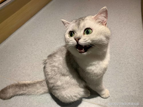宠物猫怎么选新手猫呢