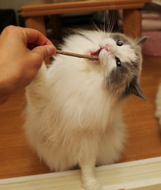 宠物猫怎么喂宝宝奶水