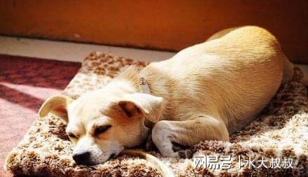 怎么防止宠物狗的寄生虫