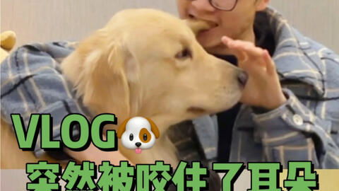 咬宠物狗的耳朵怎么办