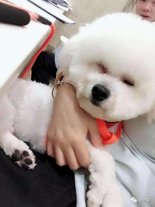 宠物狗爱粘人怎么办