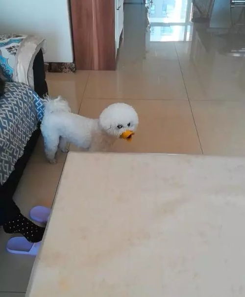 宠物狗嘴套比熊怎么戴的