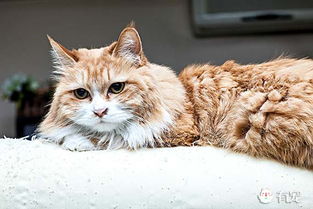 宠物猫舍怎么清理毛发