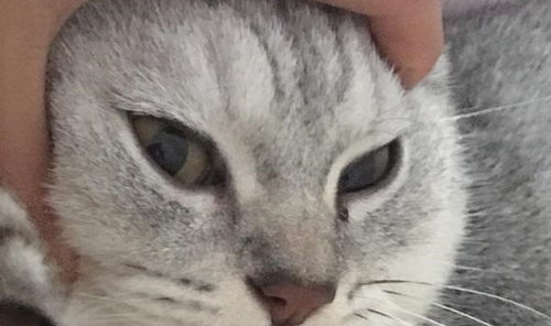 宠物猫洗过澡怎么弄干净