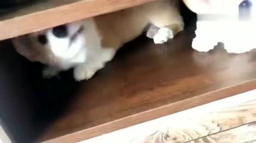 宠物狗看着凶怎么办啊