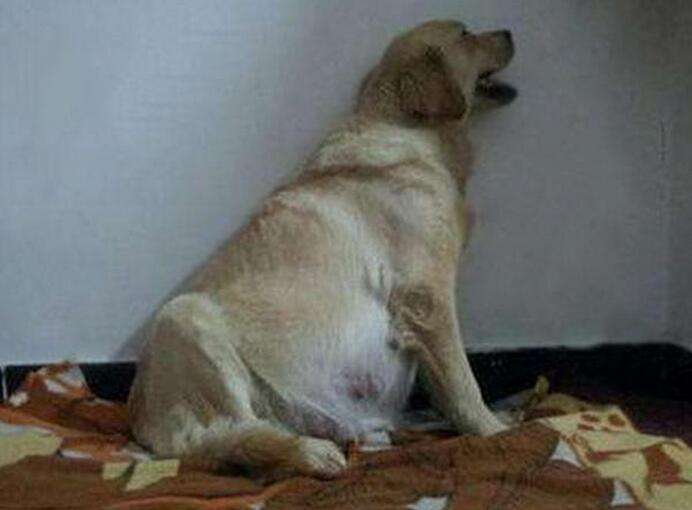 怎么给宠物狗剖腹产呢