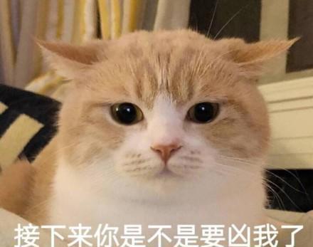 宠物猫怎么流浪出去
