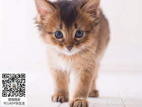 怎么看出宠物猫有耳螨了