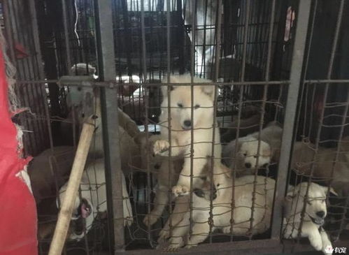 宠物狗养殖场怎么养殖的