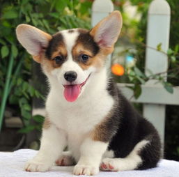 小柯基犬多少钱一只