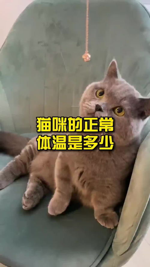 猫的体温多少是正常的