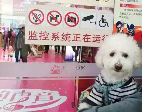 去成都怎么能带宠物狗呢
