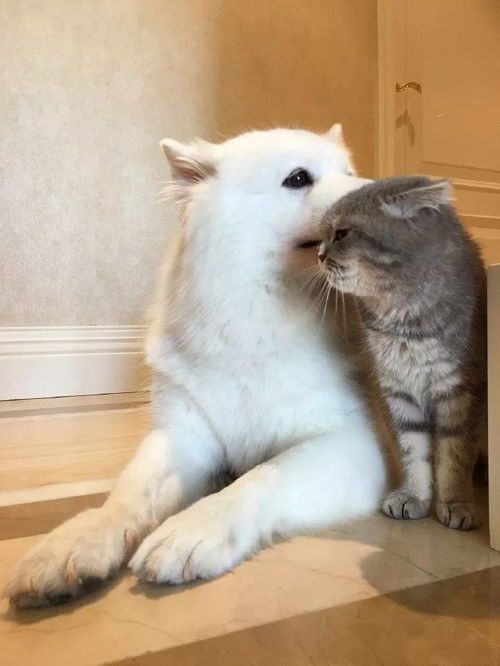地毯怎么清理宠物猫尿