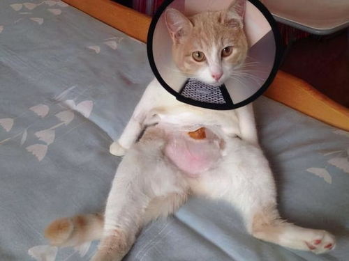 宠物猫怎么绝育最好