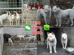 下司犬多少钱一只