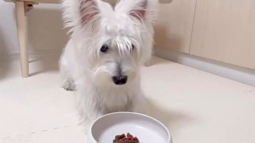 宠物狗喂猫粮怎么喂好呢