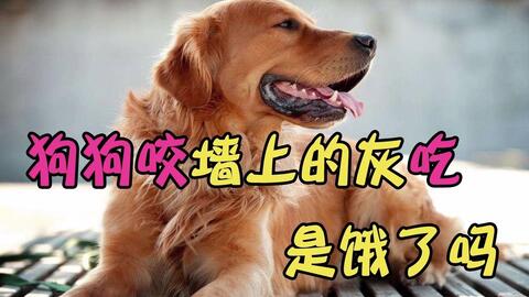 宠物狗尿路感染怎么办