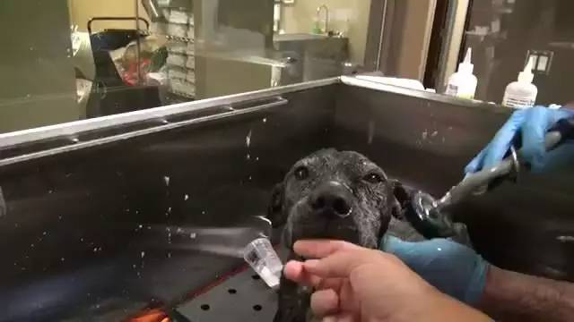 宠物狗长了蜱虫怎么治