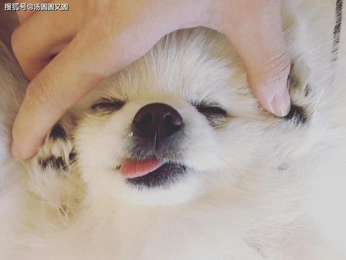 宠物狗吐白沫是怎么回事