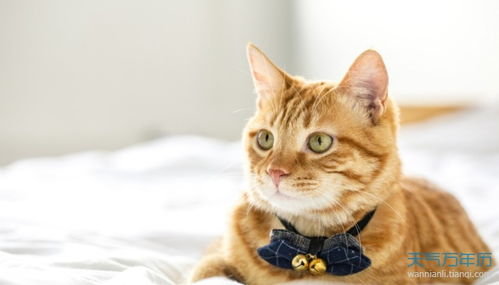 宠物猫姓名怎么起