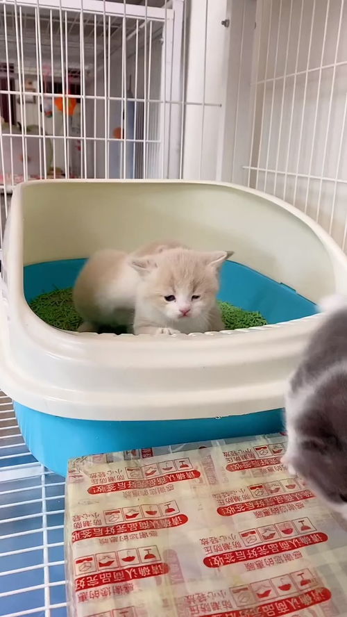 宠物猫怎么跑得快