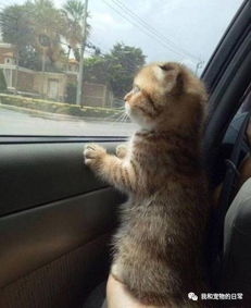 坐车怎么带宠物猫