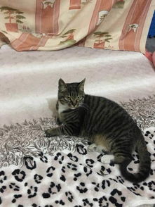 宠物猫怎么去除虫